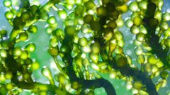 Customized Spirulina Powder Tablets, sourc