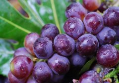 8����������ʳ�� ��Ч���в���